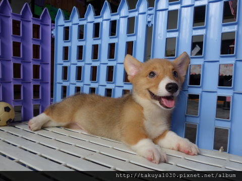 超皮兔子狗柯基犬(公)兩個半月-9.JPG