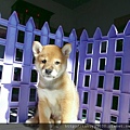 古錐柴犬哥哥(公)43天-9.JPG