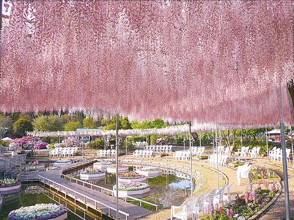 轟動全球的紫藤花海 夢幻芝櫻 磅礡立山黑部雪牆全台驚呆了 新魅力旅遊 痞客邦