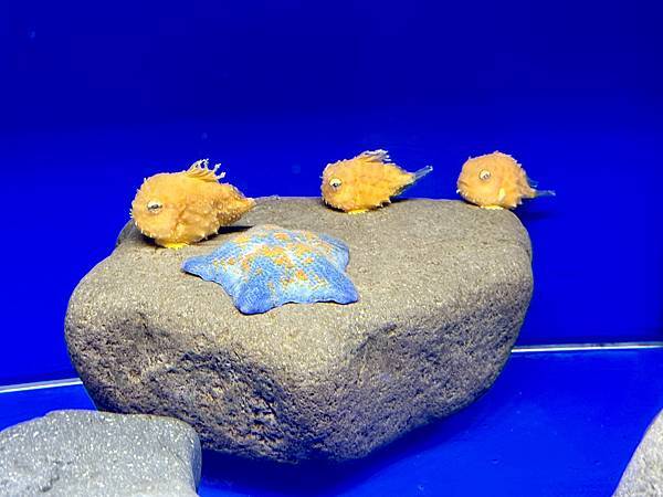 DAY3【網走】《鄂霍次克流冰館/網走監獄/東橫INN 北海 DAY3【網走】《鄂霍次克流冰館/網走監獄/東橫INN 北海