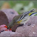 _IGP1254.jpg