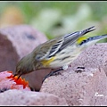 _IGP1269.jpg