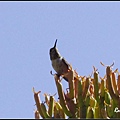 _IGP3440.jpg