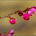 _IGP2652.jpg