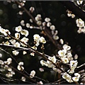 _IGP2663.jpg