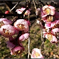 IMG_2530.jpg
