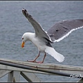 IMGP3184.jpg