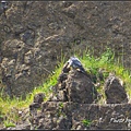 IMGP2842.jpg