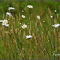 IMGP2853.jpg