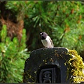 IMGP3663.jpg