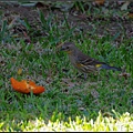 IMGP0199.jpg