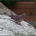 IMGP1071.jpg