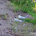 IMGP9077.jpg