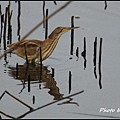 IMGP0571.jpg