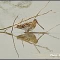 IMGP1084.jpg