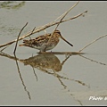IMGP1086.jpg