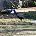 IMGP6187.jpg