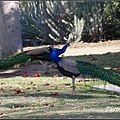 IMGP6189.jpg