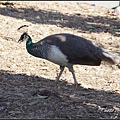 IMGP6209.jpg