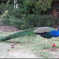 IMGP6211.jpg