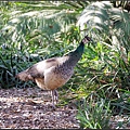 IMGP6246.jpg