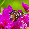 IMGP8421.jpg
