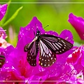 IMGP8422.jpg