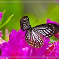 IMGP8423.jpg