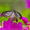 IMGP8424.jpg