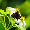 IMGP8437.jpg