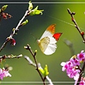 IMGP8446.jpg