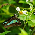 IMGP8464.jpg