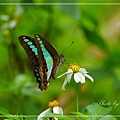 IMGP8468.jpg