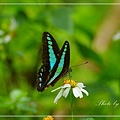 IMGP8470.jpg