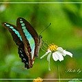 IMGP8471.jpg