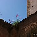 IMGP2297.jpg