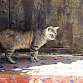IMGP2341.jpg