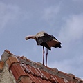 IMGP3013.jpg