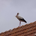 IMGP3016.jpg