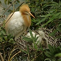 IMGP3513.jpg