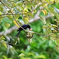 IMGP4496.jpg