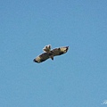 IMGP6011.jpg