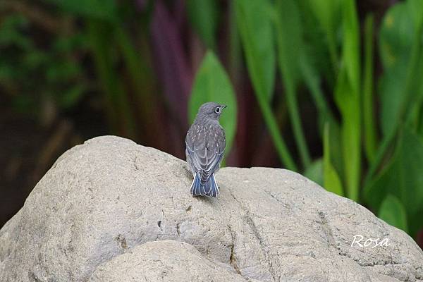 東方鴝 (Eastern Bluebird )