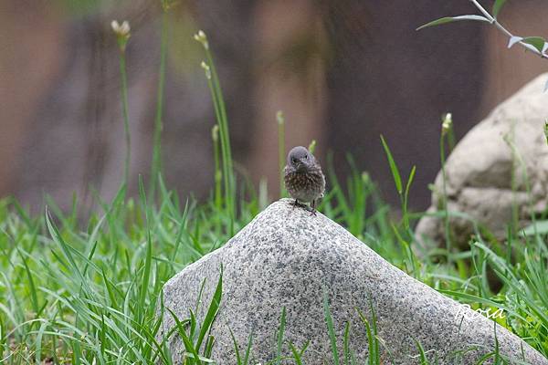 東方鴝 (Eastern Bluebird )