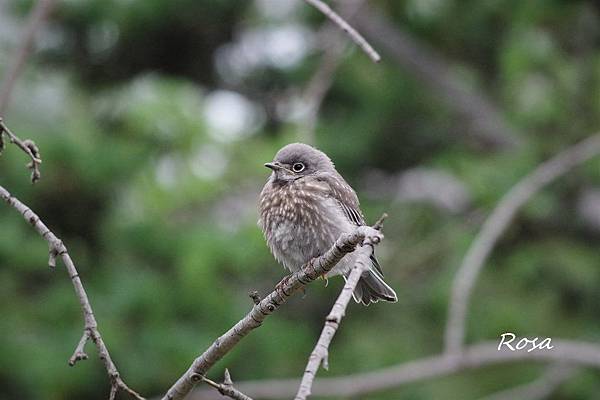 東方鴝 (Eastern Bluebird )