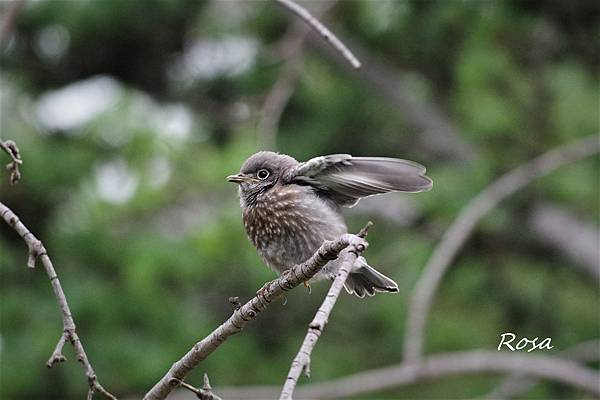 東方鴝 (Eastern Bluebird )