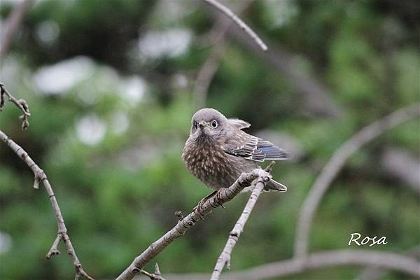 東方鴝 (Eastern Bluebird )