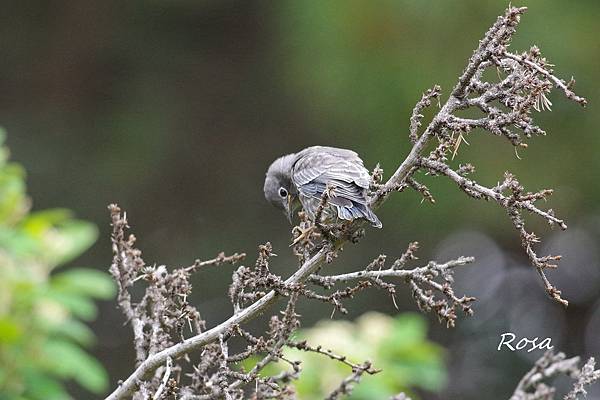 東方鴝 (Eastern Bluebird )