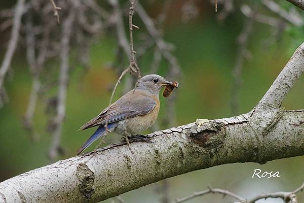 東方鴝 (Eastern Bluebird )