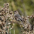 DSC03097.jpg